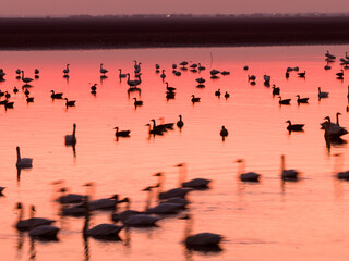 Swans on the lake at sunset