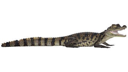 Fototapeta premium Crocodile body isolated on white background