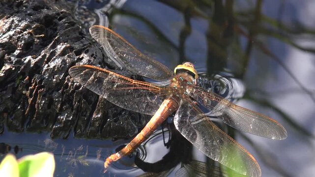 A dragonfly laying its eggs in a lake, taken in Ireland.