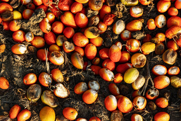 Industrial food waste and agricultural crisis shown through many rotting tomatoes left behind on the ground after the picking season