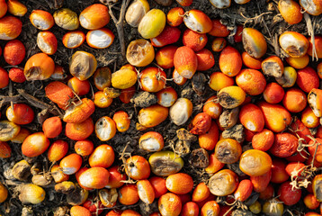 High angle view of many organic red tomatoes left to rot on the dry cracked earth after a failed harvest