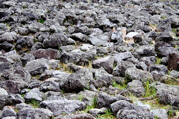 溶岩石が広がる風景