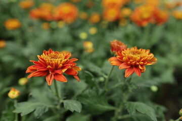 Vibrant orange chrysanthemum flowers in a lush green garden setting
