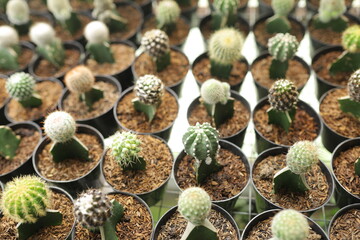 Variety of small potted cacti in a greenhouse setting for decoration