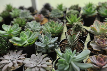 Variety of colorful succulents in small pots on a table