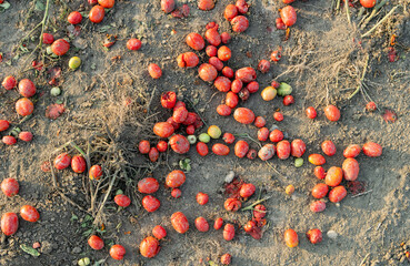 Sustainability and environmental issues highlighted by many damaged tomatoes decaying on the dirt surface of a large commercial farm field