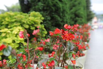 Vibrant red begonias in white pots on a blurred background