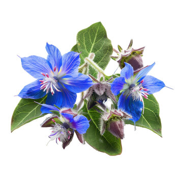 Borage flowers and buds displaying delicate blue petals and hairy green leaves isolated on white background