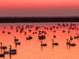 Swans on the lake at sunset