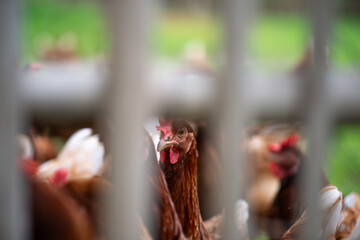 A chicken farm that raises chickens naturally.
