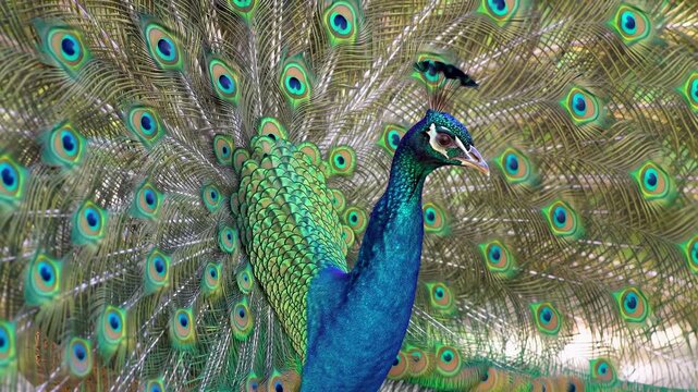 Peacock displays radiant plumage, flaunting vibrant blue, green, and bronze eyespots in a stunning natural showcase