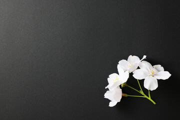 黒背景_桜の花