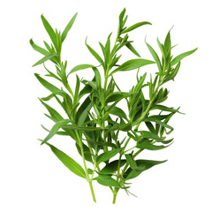Fototapeta premium Vibrant green tarragon sprigs close up studio shot isolated on white background