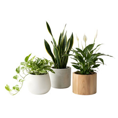 pothos, snake plant, and peace lily, in minimalist pots, matte white ceramic, light gray concrete, and natural wood planter
