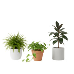 Three plants fern, pothos, and rubber plant, in clean pots white ceramic