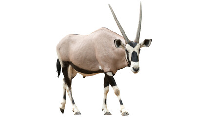 Gemsbok, Oryx Gazella, Oryx antelope desert wildlife animal on white background