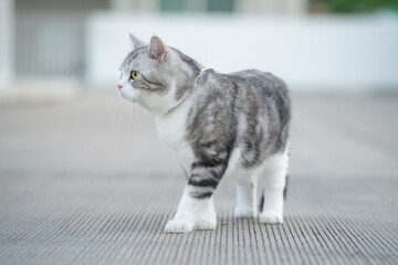 Full body side view of a cute chubby grey tabby cat standing outdoors
