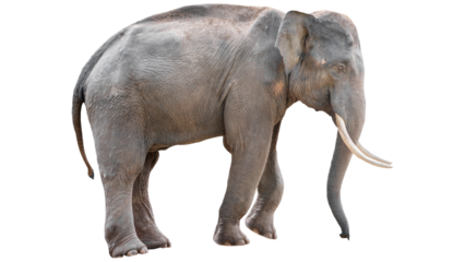 elephant approaching transparent on white