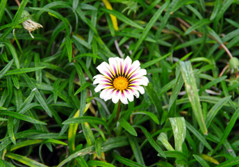 Beautiful white pink Gazania treasury flower