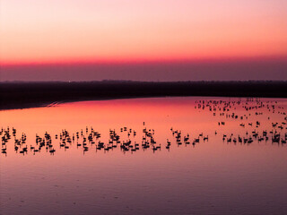 Swans on the lake at sunset