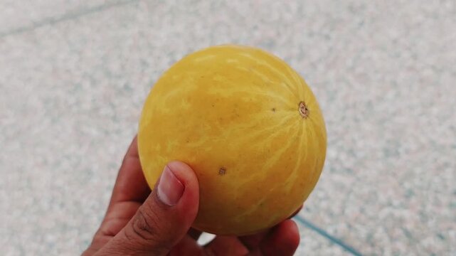 Close up of ripe bitter apple fruit used traditionally medicinally