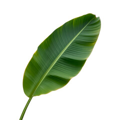 Obraz premium Green Tropical Leaf with Visible Veins Isolated on White Background