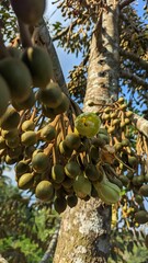 Durian Flowers and Tiny Buds, Durio zibethinus on Tree Trunk