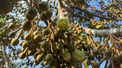 Durian Flowers and Tiny Buds, Durio zibethinus on Tree Trunk