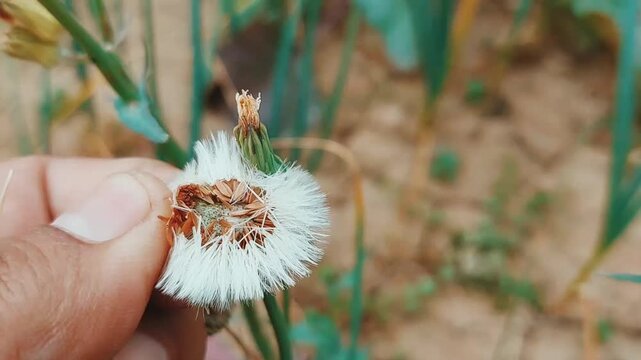 Human Hand Examining Wild Plant Seed Head With Delicate Pappus