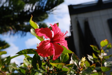 히비스커스 © CHOIEUNJU