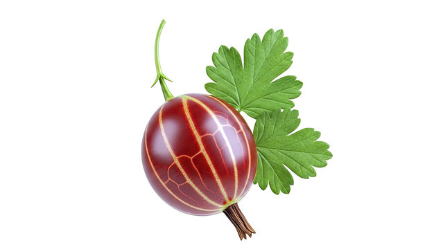 Red Gooseberry with Green Leaves on White Background