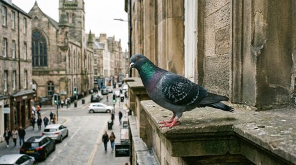 Pigeon perches on a ledge overlooking a city street.