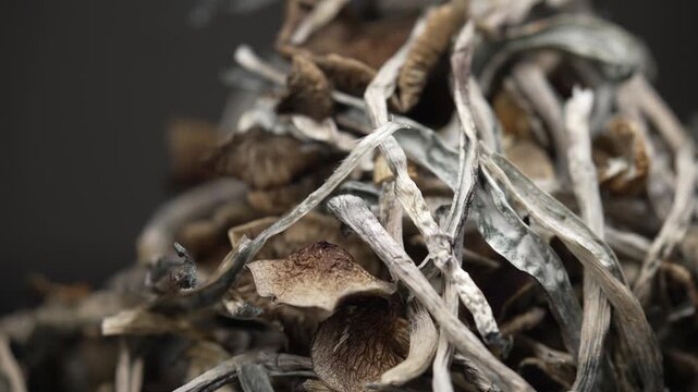 Close-up of dried psilocybin mushrooms Golden Teacher