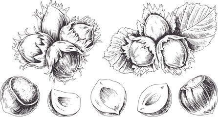 Detailed line of hazelnuts in husks and shelled nuts food vintage natural