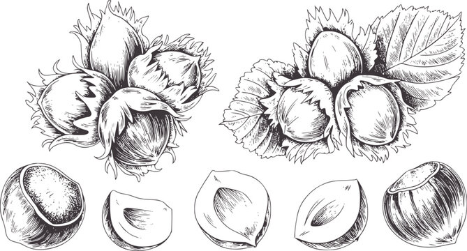 Detailed line of hazelnuts in husks and shelled nuts food vintage natural