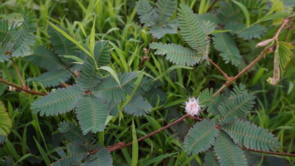 Wild Mimosa pudica Plant Growing Among Green Grass