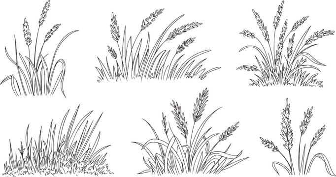 Hand drawn wheat and grass stalks with grains line