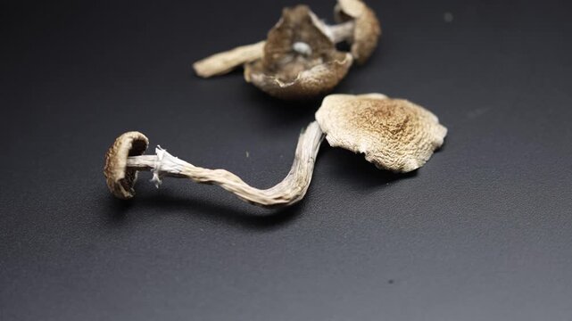 Close-up of dried psilocybin mushrooms Golden Teacher