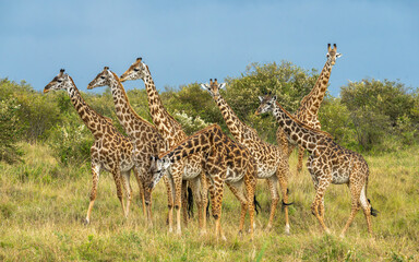 Giraffe tower in the wild