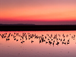 Swans on the lake at sunset