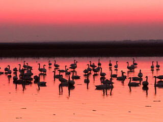Swans on the lake at sunset
