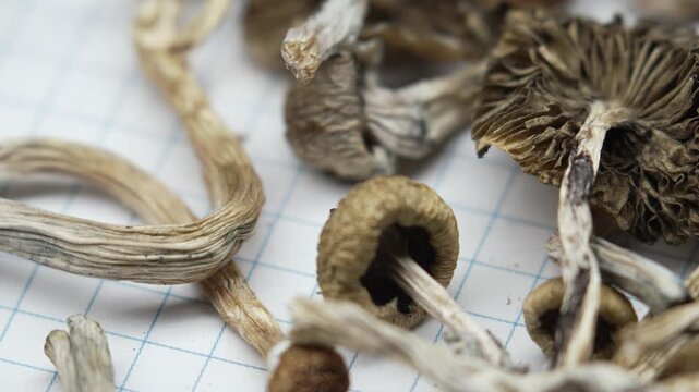 Dried psilocybin mushrooms Golden Teacher, close-up