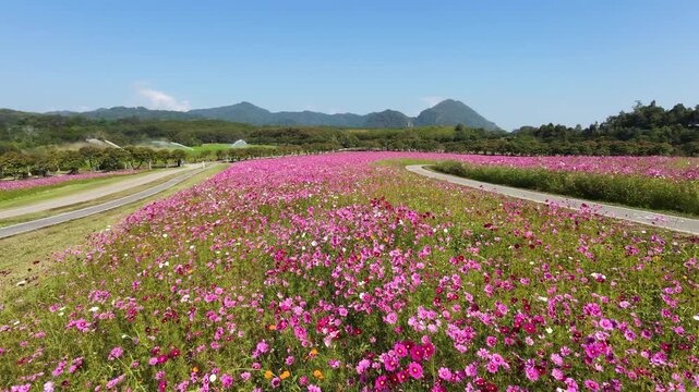 Singha flower park in Chiangrai, Thailand, full of cosmos flower.
