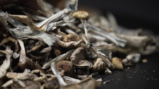 Psilocybin mushrooms Golden Teacher, close-up