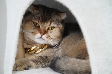 Cat with distinctive appearance rests inside cozy hideaway. feline has unique fur pattern and wears shiny gold chain, adding touch of elegance to its relaxed demeanor