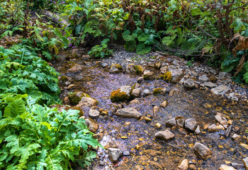 the sources of a mountain river in the mountains in a wooded area in summer , morning in nature