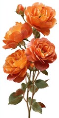 Vibrant Orange Roses Bloom Delicate Petals With Green Stems And Leaves Isolated On White Background
