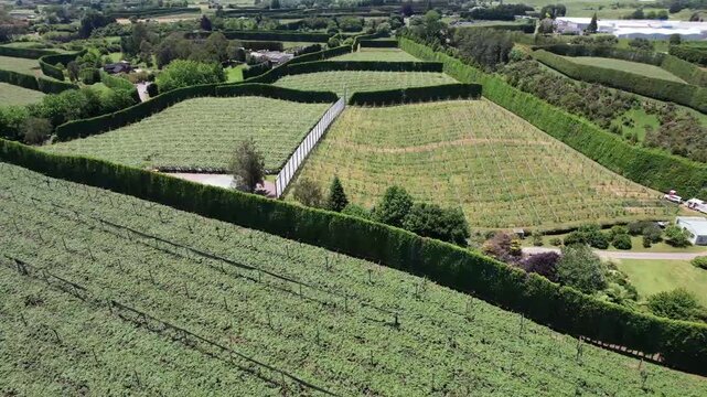 High angle aerial orbit of geometric kiwi fields divided by lanes and windbreak trees in rolling fields
