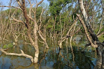 Mangrove forest, wetlands in tropical zone Thailand gulf
