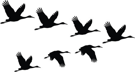 Fototapeta premium Flying geese silhouettes in smooth formation, migratory bird flock in motion, wildlife vector illustration isolated on white background nature concept
